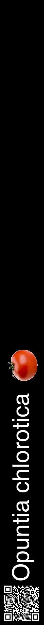 Étiquette de : Opuntia chlorotica - format a - style blanche59hel avec qrcode et comestibilité simplifiée