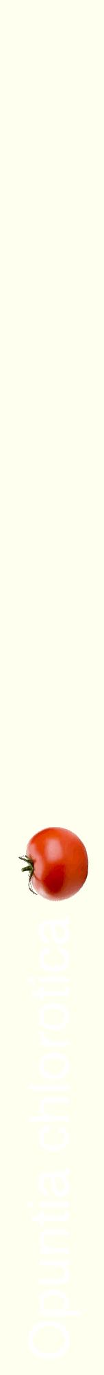 Étiquette de : Opuntia chlorotica - format a - style blanche19hel avec comestibilité simplifiée