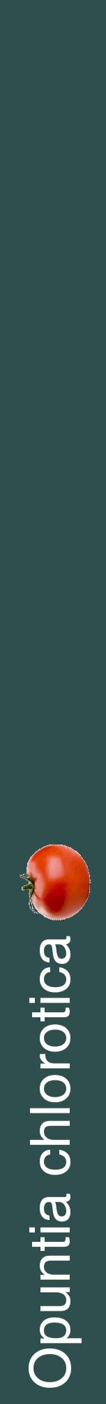 Étiquette de : Opuntia chlorotica - format a - style blanche58hel avec comestibilité simplifiée