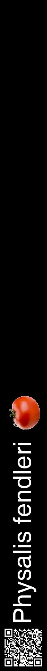Étiquette de : Physalis fendleri - format a - style blanche59hel avec qrcode et comestibilité simplifiée
