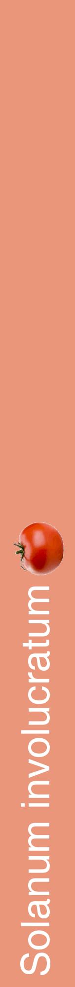 Étiquette de : Solanum involucratum - format a - style blanche37hel avec comestibilité simplifiée