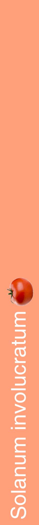 Étiquette de : Solanum involucratum - format a - style blanche39hel avec comestibilité simplifiée