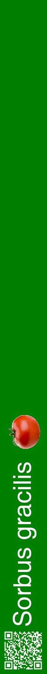 Étiquette de : Sorbus gracilis - format a - style blanche9hel avec qrcode et comestibilité simplifiée