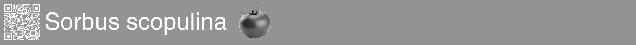 Étiquette de : Sorbus scopulina - format a - style blanche44hel avec qrcode et comestibilité simplifiée