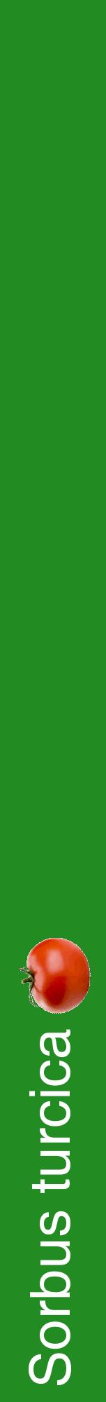 Étiquette de : Sorbus turcica - format a - style blanche10hel avec comestibilité simplifiée