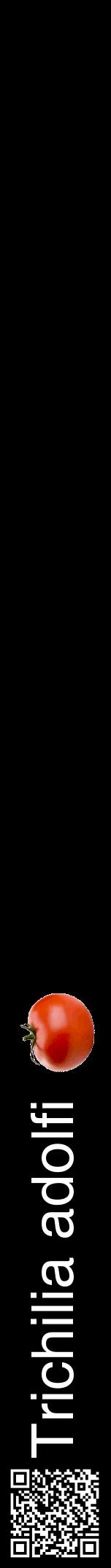 Étiquette de : Trichilia adolfi - format a - style blanche59hel avec qrcode et comestibilité simplifiée