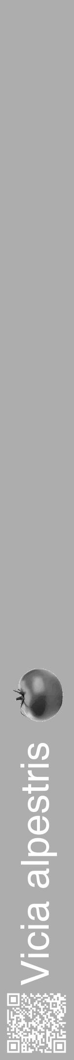 Étiquette de : Vicia alpestris - format a - style blanche22hel avec qrcode et comestibilité simplifiée - position verticale