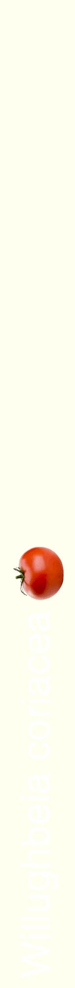 Étiquette de : Willughbeia coriacea - format a - style blanche19hel avec comestibilité simplifiée