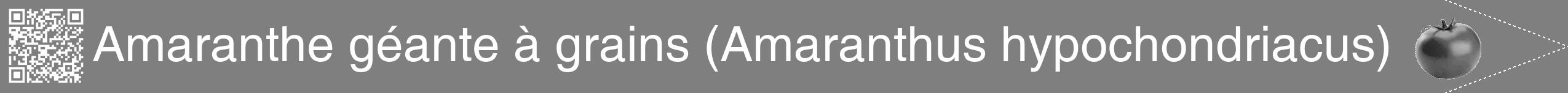 Étiquette de : Amaranthus hypochondriacus - format b - style blanche57hel avec qrcode et comestibilité simplifiée