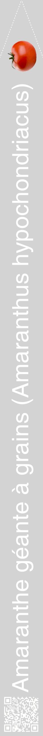 Étiquette de : Amaranthus hypochondriacus - format b - style blanche56hel avec qrcode et comestibilité simplifiée