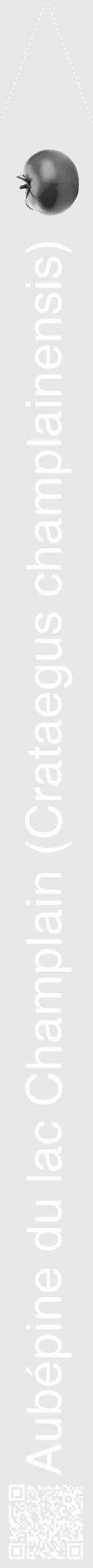 Étiquette de : Crataegus champlainensis - format b - style blanche55hel avec qrcode et comestibilité simplifiée - position verticale