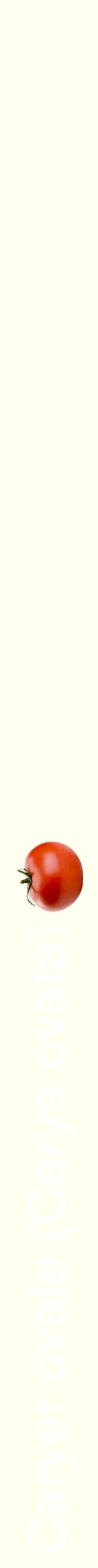 Étiquette de : Carya ovata - format b - style blanche19hel avec comestibilité simplifiée