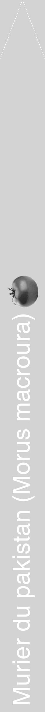 Étiquette de : Morus macroura - format b - style blanche56hel avec comestibilité simplifiée - position verticale