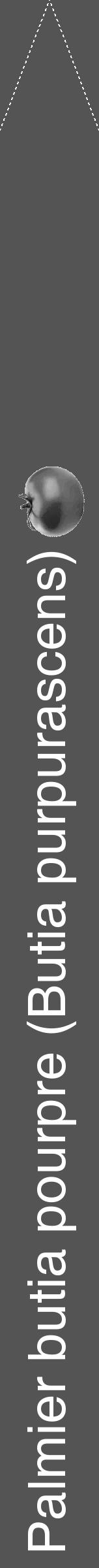 Étiquette de : Butia purpurascens - format b - style blanche36simplehel avec comestibilité simplifiée - position verticale