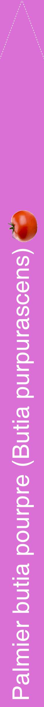 Étiquette de : Butia purpurascens - format b - style blanche52hel avec comestibilité simplifiée
