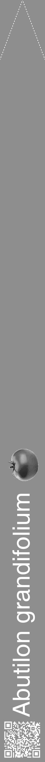 Étiquette de : Abutilon grandifolium - format b - style blanche25simplehel avec qrcode et comestibilité simplifiée - position verticale