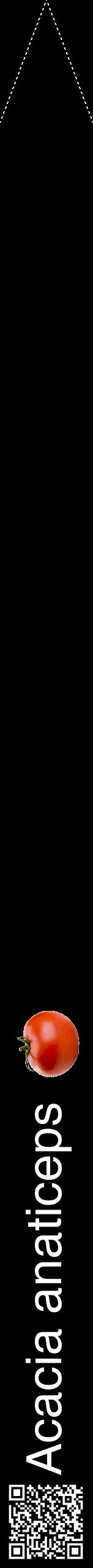 Étiquette de : Acacia anaticeps - format b - style blanche59hel avec qrcode et comestibilité simplifiée
