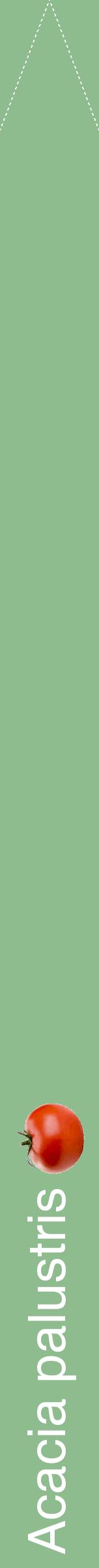Étiquette de : Acacia palustris - format b - style blanche13hel avec comestibilité simplifiée