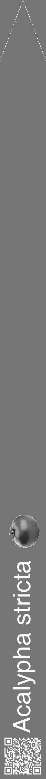 Étiquette de : Acalypha stricta - format b - style blanche5simplehel avec qrcode et comestibilité simplifiée - position verticale
