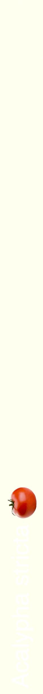 Étiquette de : Acalypha stricta - format b - style blanche19hel avec comestibilité simplifiée