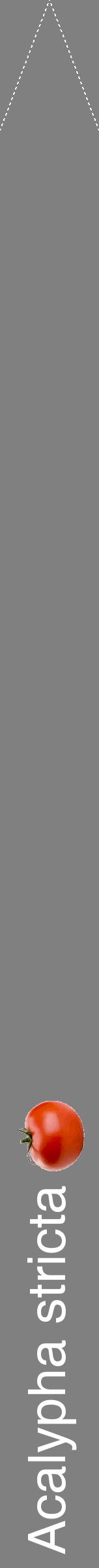 Étiquette de : Acalypha stricta - format b - style blanche57hel avec comestibilité simplifiée