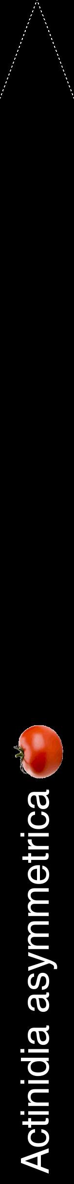 Étiquette de : Actinidia asymmetrica - format b - style blanche59hel avec comestibilité simplifiée