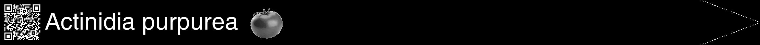 Étiquette de : Actinidia purpurea - format b - style blanche59hel avec qrcode et comestibilité simplifiée
