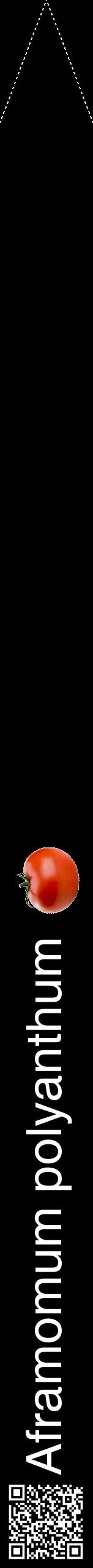 Étiquette de : Aframomum polyanthum - format b - style blanche59hel avec qrcode et comestibilité simplifiée
