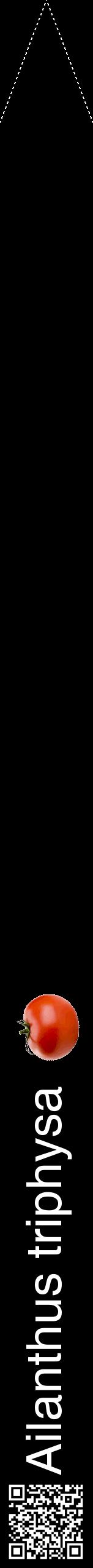 Étiquette de : Ailanthus triphysa - format b - style blanche59hel avec qrcode et comestibilité simplifiée