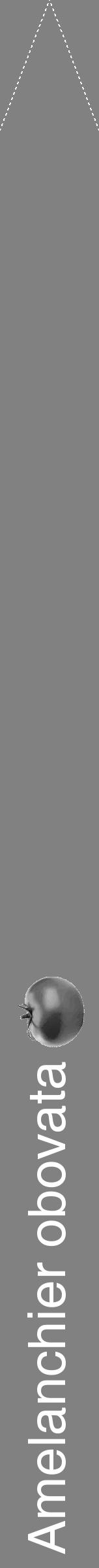 Étiquette de : Amelanchier obovata - format b - style blanche50hel avec comestibilité simplifiée - position verticale