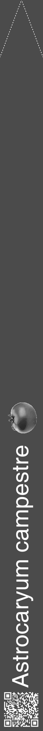 Étiquette de : Astrocaryum campestre - format b - style blanche9hel avec qrcode et comestibilité simplifiée - position verticale