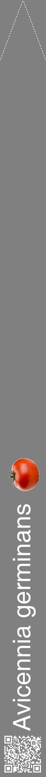 Étiquette de : Avicennia germinans - format b - style blanche57hel avec qrcode et comestibilité simplifiée