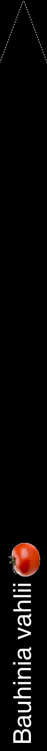 Étiquette de : Bauhinia vahlii - format b - style blanche59hel avec comestibilité simplifiée