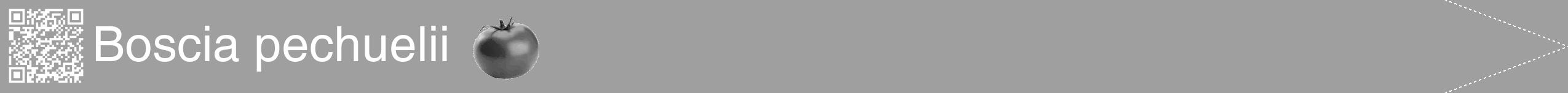 Étiquette de : Boscia pechuelii - format b - style blanche24hel avec qrcode et comestibilité simplifiée