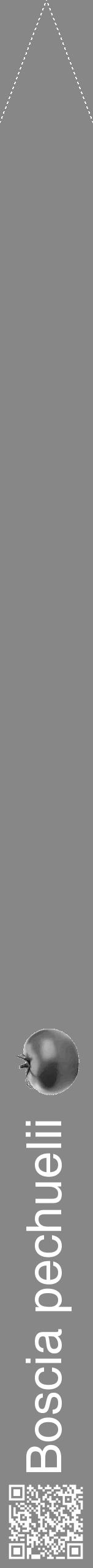 Étiquette de : Boscia pechuelii - format b - style blanche12hel avec qrcode et comestibilité simplifiée - position verticale