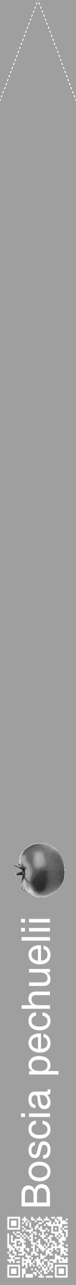 Étiquette de : Boscia pechuelii - format b - style blanche24hel avec qrcode et comestibilité simplifiée - position verticale