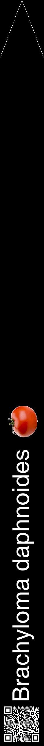 Étiquette de : Brachyloma daphnoides - format b - style blanche59hel avec qrcode et comestibilité simplifiée