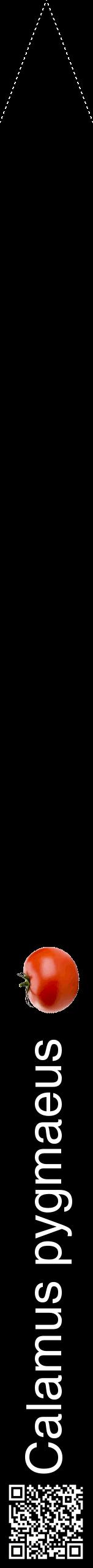 Étiquette de : Calamus pygmaeus - format b - style blanche59hel avec qrcode et comestibilité simplifiée
