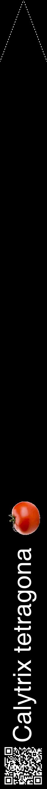 Étiquette de : Calytrix tetragona - format b - style blanche59hel avec qrcode et comestibilité simplifiée