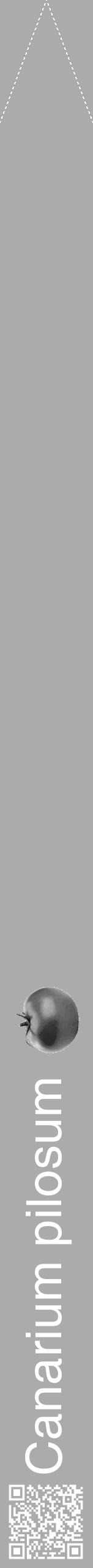 Étiquette de : Canarium pilosum - format b - style blanche37simplehel avec qrcode et comestibilité simplifiée - position verticale