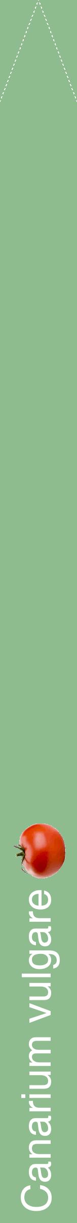 Étiquette de : Canarium vulgare - format b - style blanche13hel avec comestibilité simplifiée
