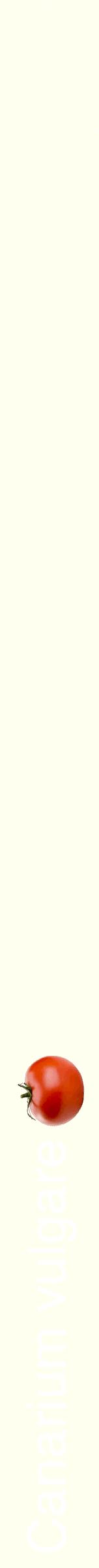 Étiquette de : Canarium vulgare - format b - style blanche19hel avec comestibilité simplifiée