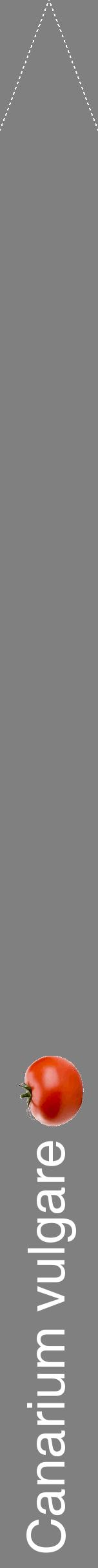 Étiquette de : Canarium vulgare - format b - style blanche57hel avec comestibilité simplifiée