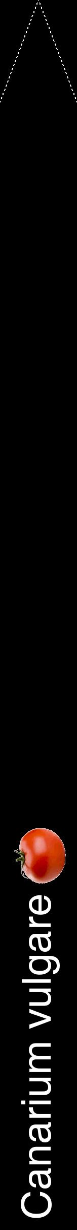 Étiquette de : Canarium vulgare - format b - style blanche59hel avec comestibilité simplifiée