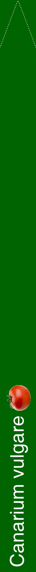 Étiquette de : Canarium vulgare - format b - style blanche8hel avec comestibilité simplifiée