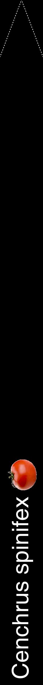 Étiquette de : Cenchrus spinifex - format b - style blanche59hel avec comestibilité simplifiée