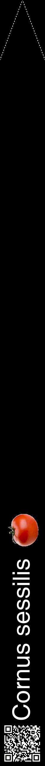 Étiquette de : Cornus sessilis - format b - style blanche59hel avec qrcode et comestibilité simplifiée