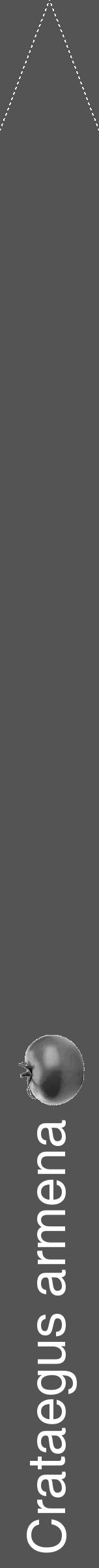 Étiquette de : Crataegus armena - format b - style blanche36hel avec comestibilité simplifiée - position verticale