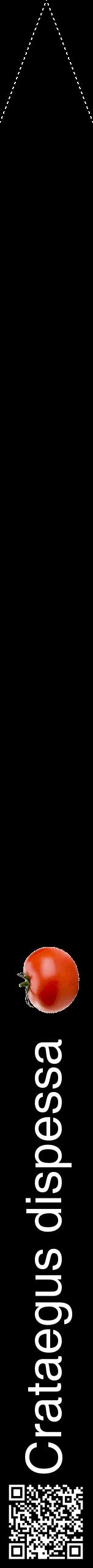Étiquette de : Crataegus dispessa - format b - style blanche59hel avec qrcode et comestibilité simplifiée