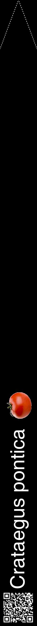 Étiquette de : Crataegus pontica - format b - style blanche59hel avec qrcode et comestibilité simplifiée